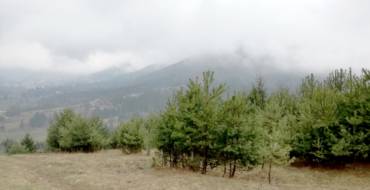 Peste 30 de ha de pădure vor fi plantate pe raza Municipiului Săcele